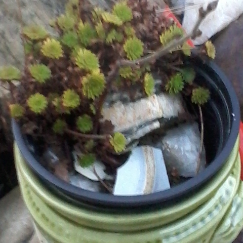 Plant image Saxifraga x arendsii 'Mossy White'