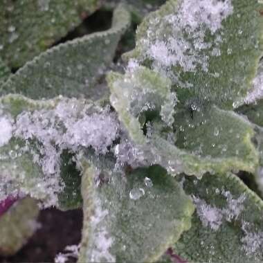 Salvia officinalis