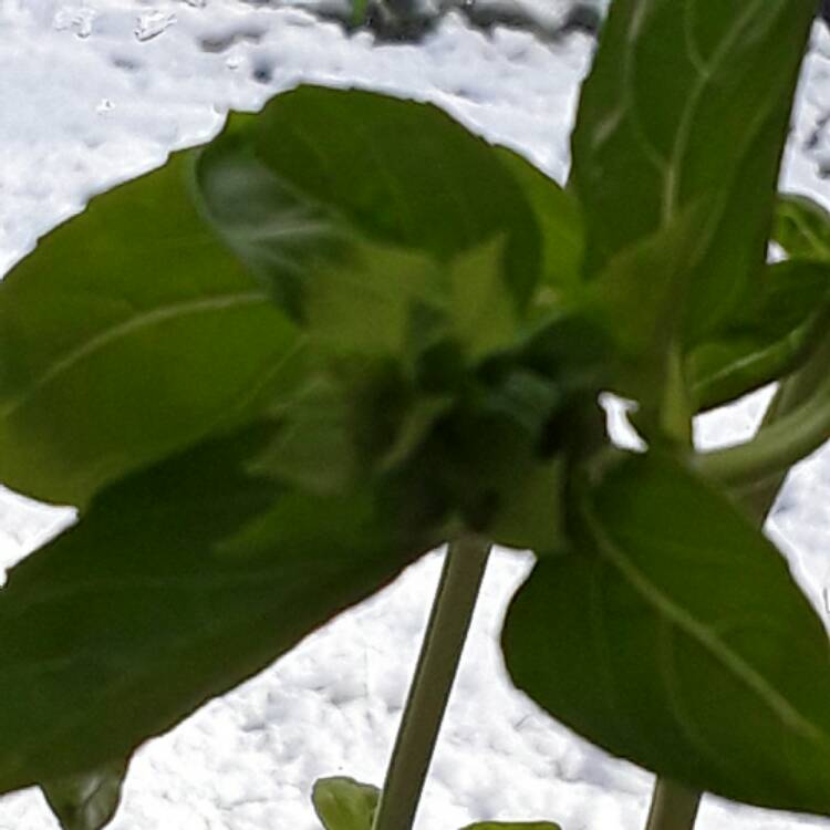 Plant image Ocimum basilicum 'Italian Large Leaf'