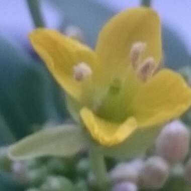 Brassica Rapa var Chinensis