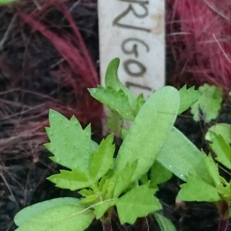 Plant image Tagetes tenuifolia 'Ornament'