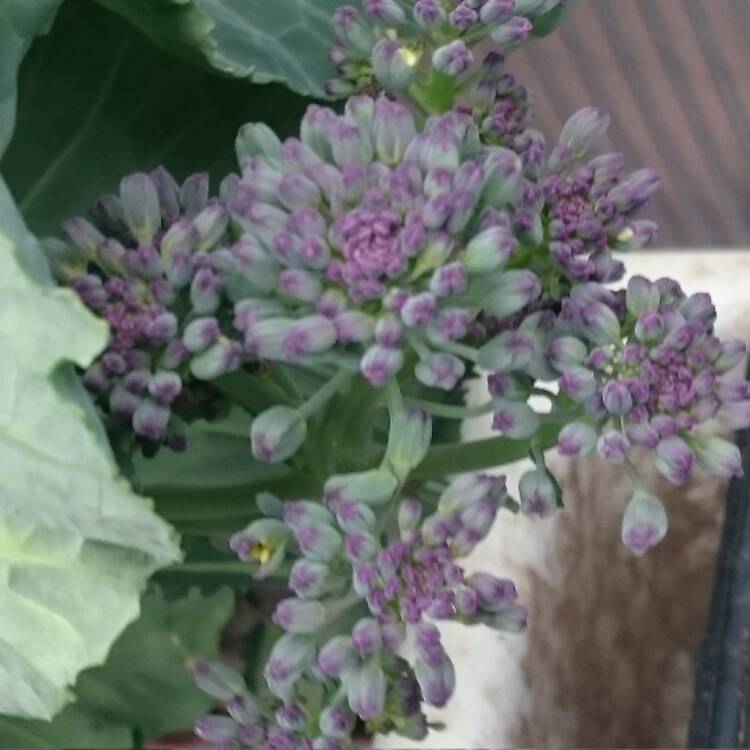 Plant image Brassica oleracea (Italica Group) 'Purple Sprouting'