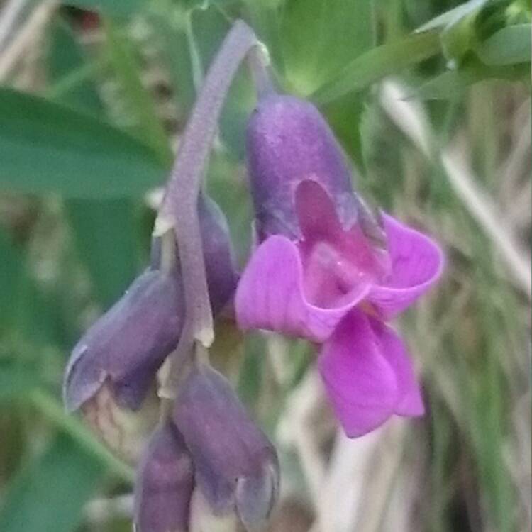 Plant image Vicia sativa syn. Vicia bacla ; Vicia communis ; Vicia glabra ; Vicia nemoralis