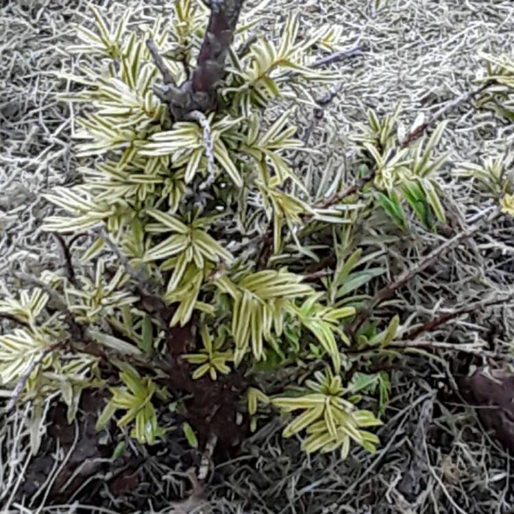 Plant image Taxus baccata 'Corley's Coppertip'