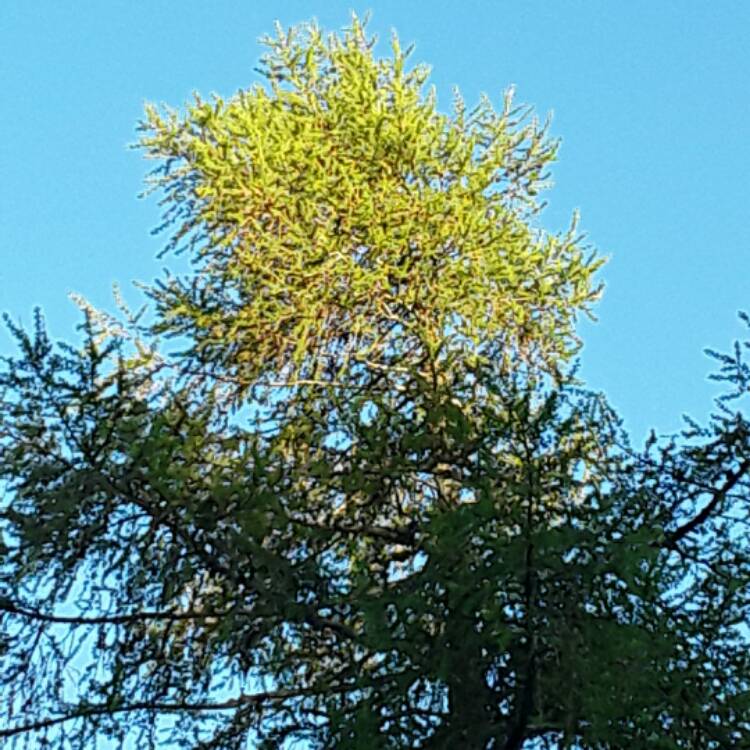 Plant image Larix