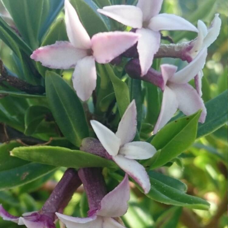 Plant image Daphne 'mezereum'