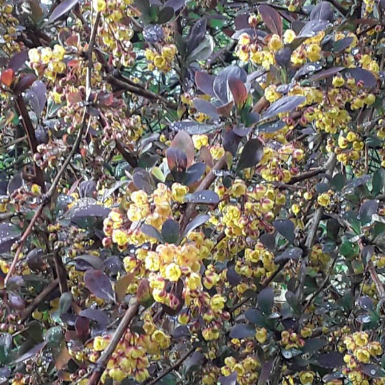 Plant image Berberis thunbergii 'Helmond Pillar'