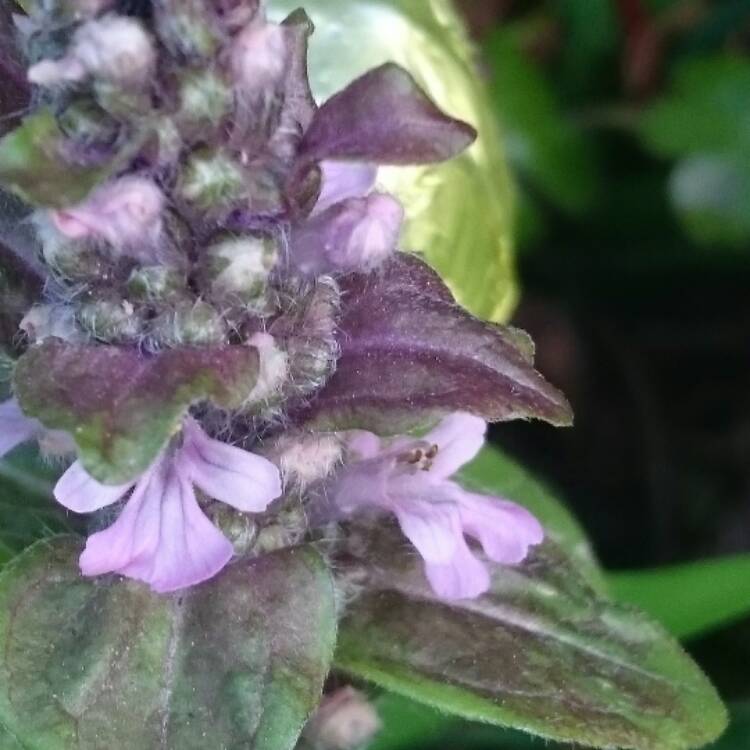 Plant image Ajuga reptans 'Burgundy Glow'