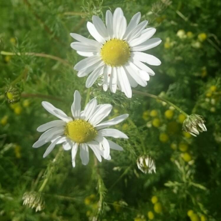 Plant image Anthemis arvensis