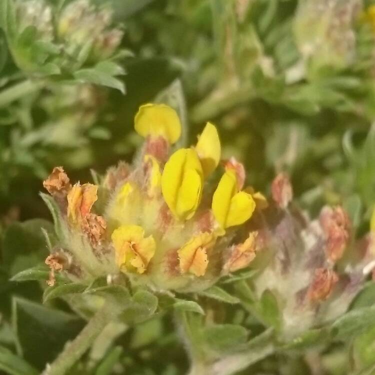 Plant image Anthyllis vulneraria var. coccinea