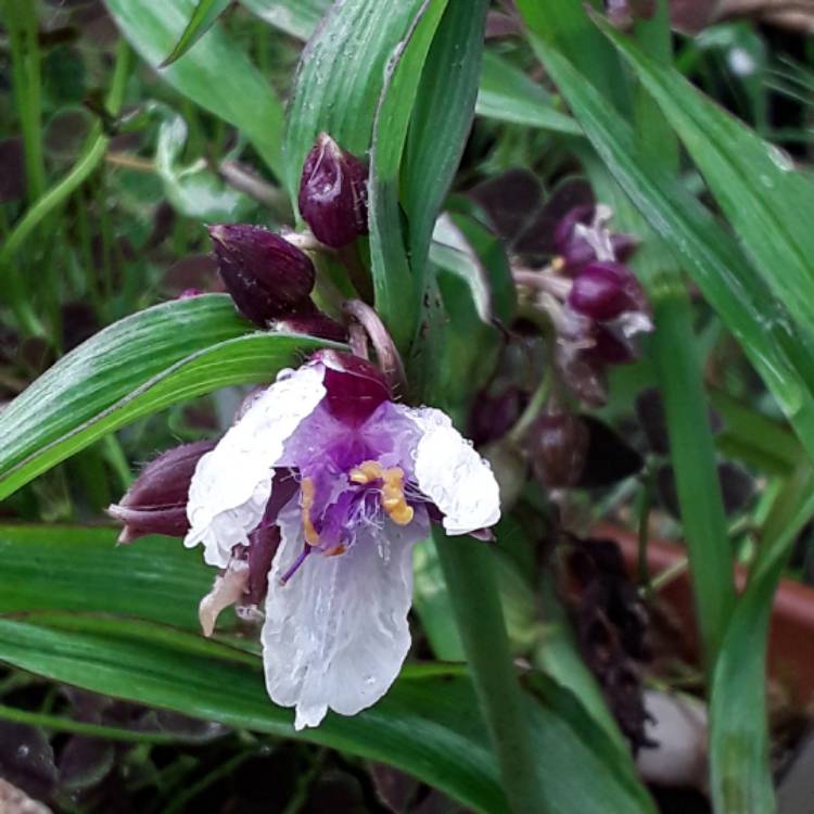 Plant image Tradescantia (Andersoniana Group) 'Bilberry Ice'