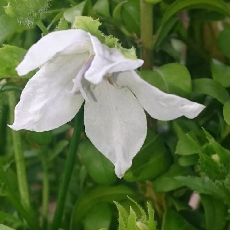 Plant image Campanula persicifolia f. alba