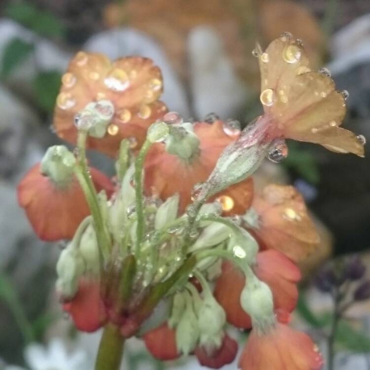 Plant image Primula waltonii (Hybrid)