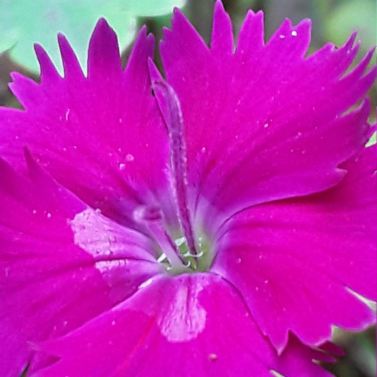 Plant image Dianthus dianturi 'Twinkle'