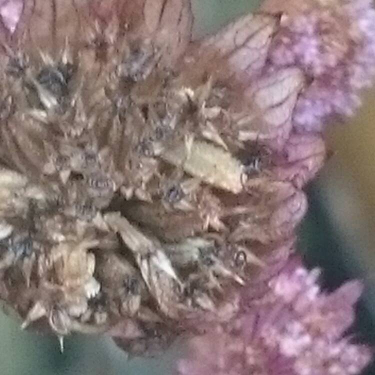 Plant image Astrantia major 'Rubra'