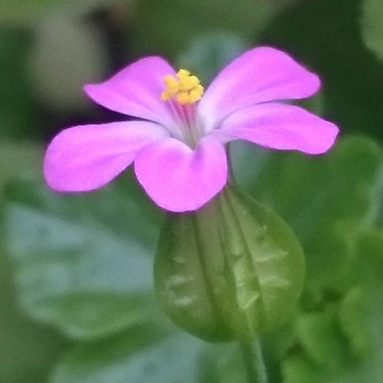 Plant image Geranium lucidum