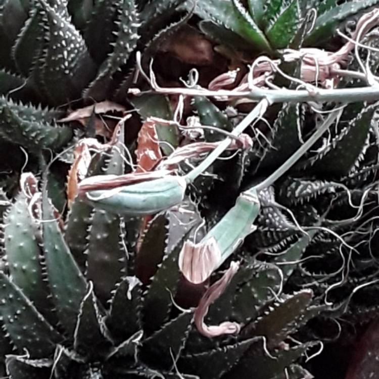 Plant image Aloe haworthioides