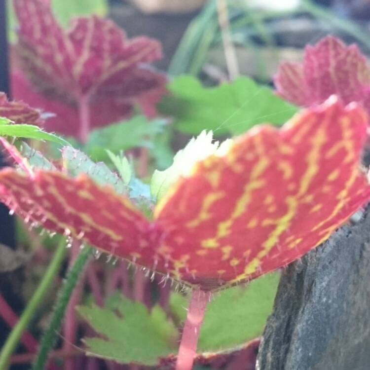 Plant image Saxifraga fortunei'Blackberry and Apple Pie'