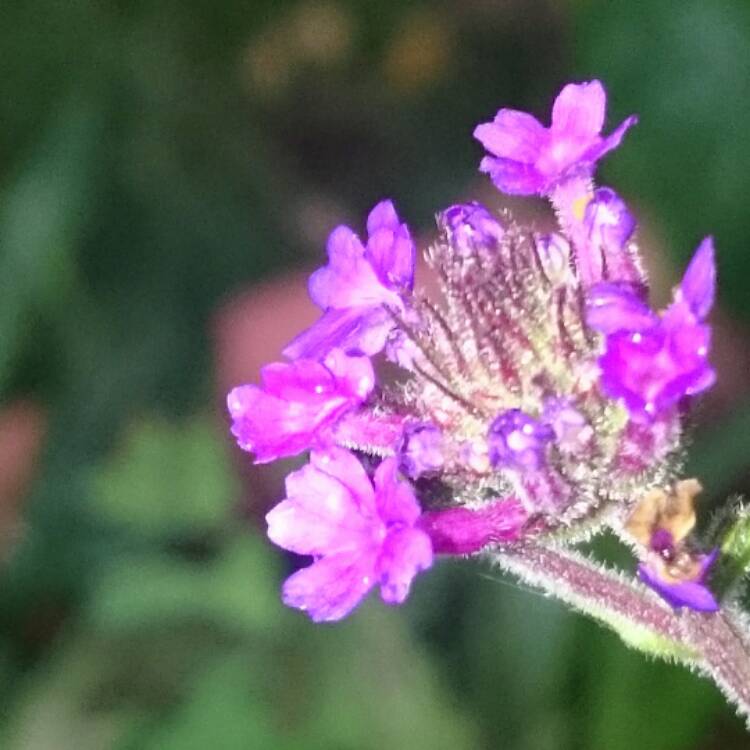 Plant image Verbena rigida syn. Verbena venosa