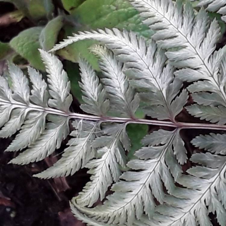 Plant image Athyrium niponicum 'Red beauty'