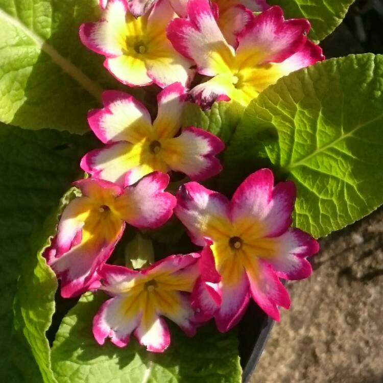 Plant image Primula bonneli 'Flaming Winter'