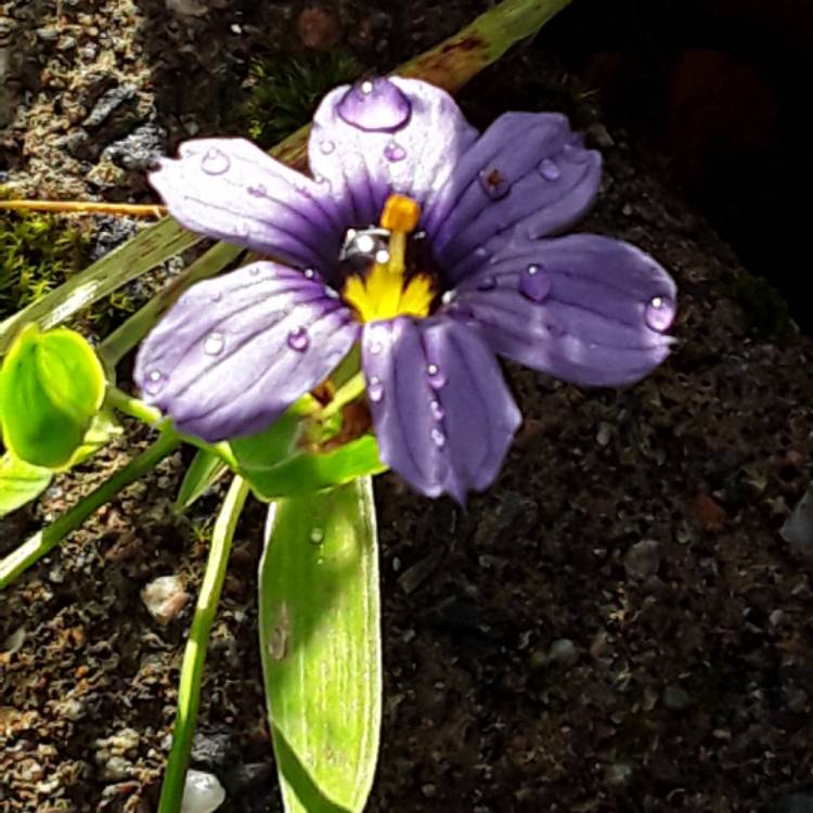 Plant image Sisyrinchium