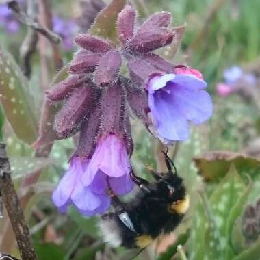 Pulmonaria officinalis