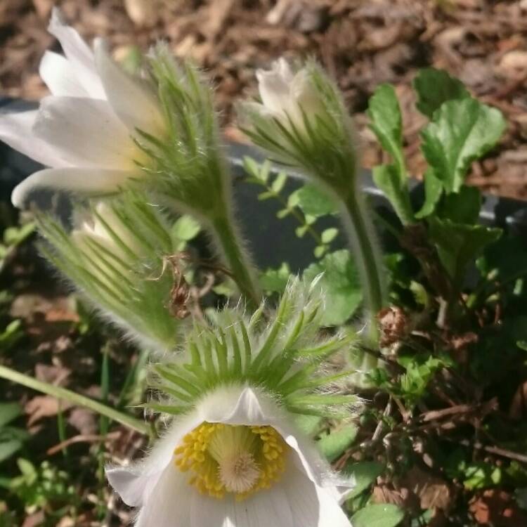 Plant image Pulsatilla vulgaris 'Perlen Glocke' syn. Pulsatilla vulgaris 'Pearl Bell'