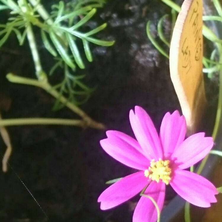 Plant image Cosmos Bipinnatus 'Sonata Carmine'