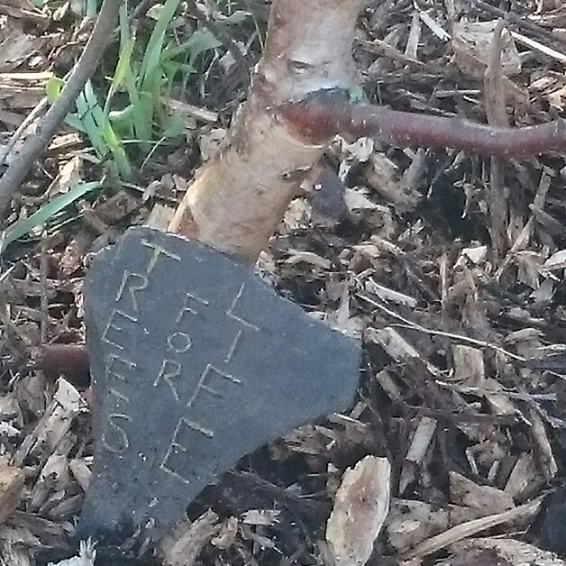 Plant image Betula pendula