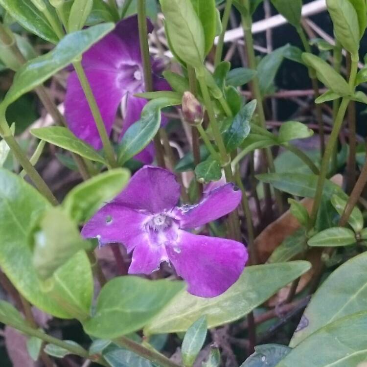 Plant image Vinca Minor 'Atropurpurea'