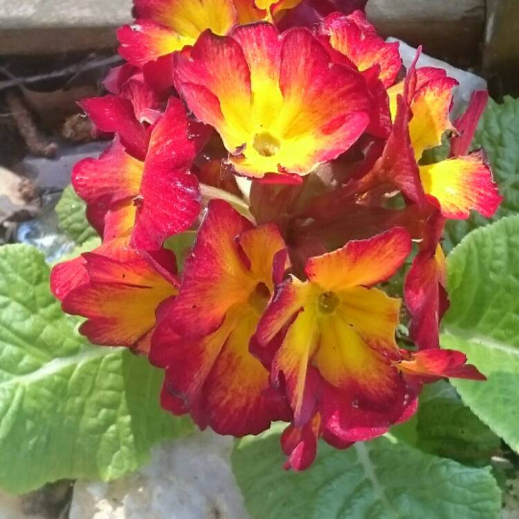 Plant image Primula acaulis 'Firecracker'