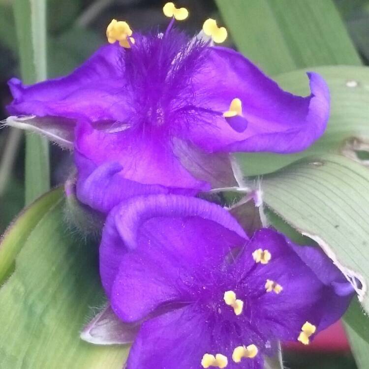 Plant image Tradescantia virginiana