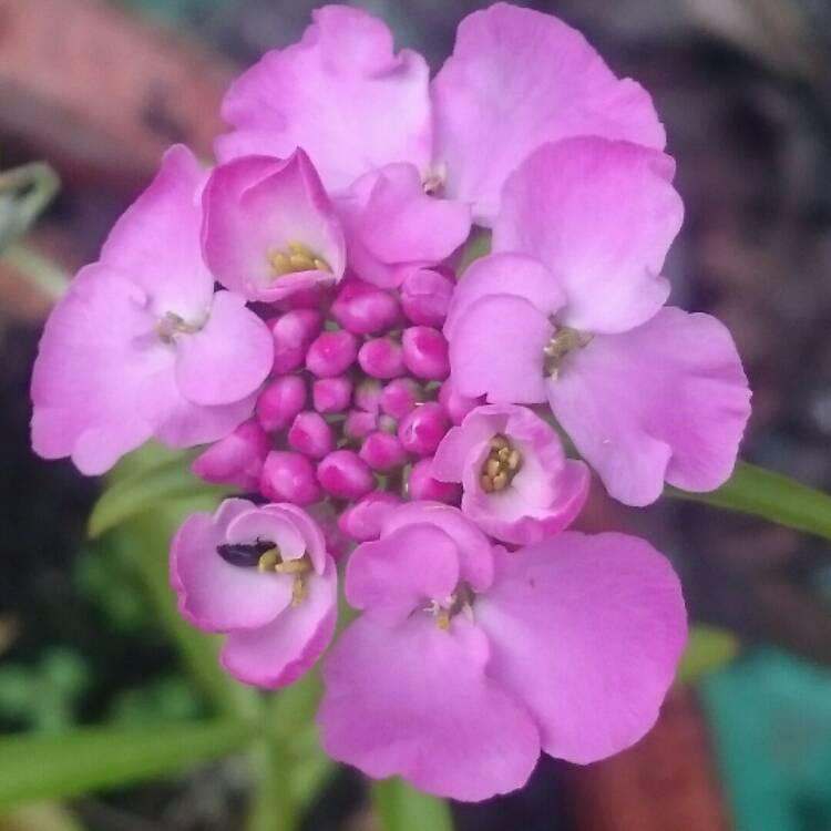 Plant image Iberis Umbellata 'Candy Cane Lilac'