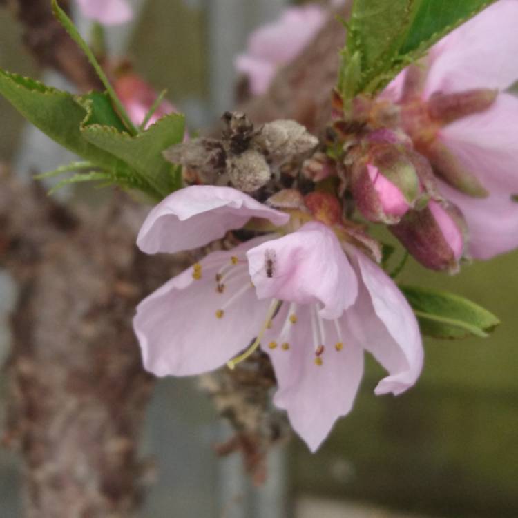 Plant image Prunus persica var. nectarina 'Terrace Ruby'