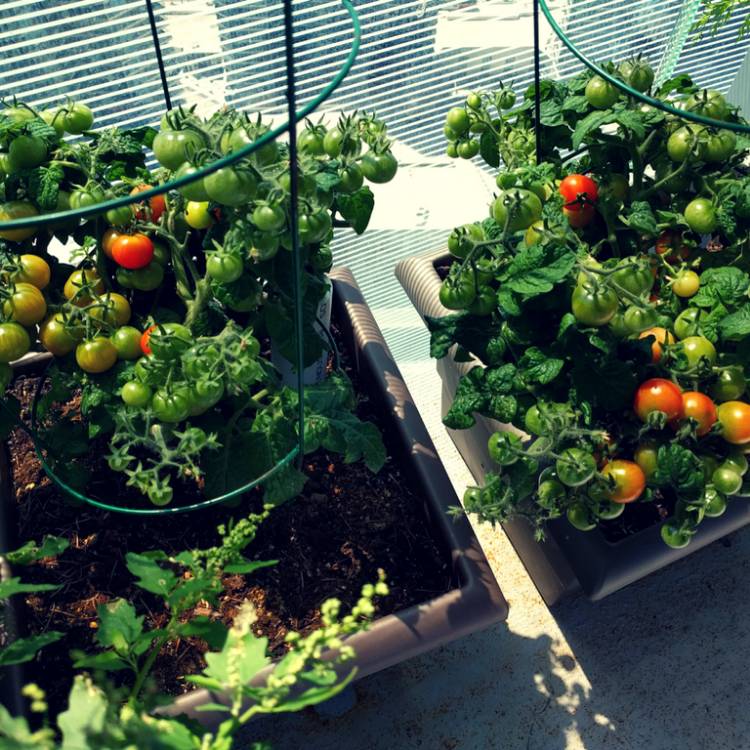 Plant image Solanum Lycopersicum var. cerasiforme 'Red Robin'