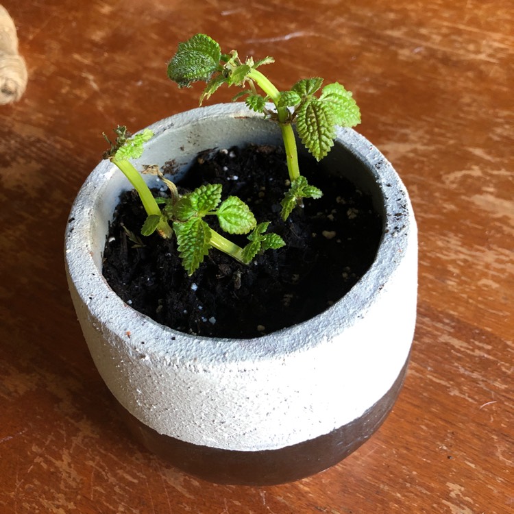 Plant image Pilea involucrata 'Moon Valley'