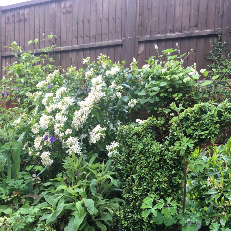 Golden Mexican Orange Blossom 'Sundance'