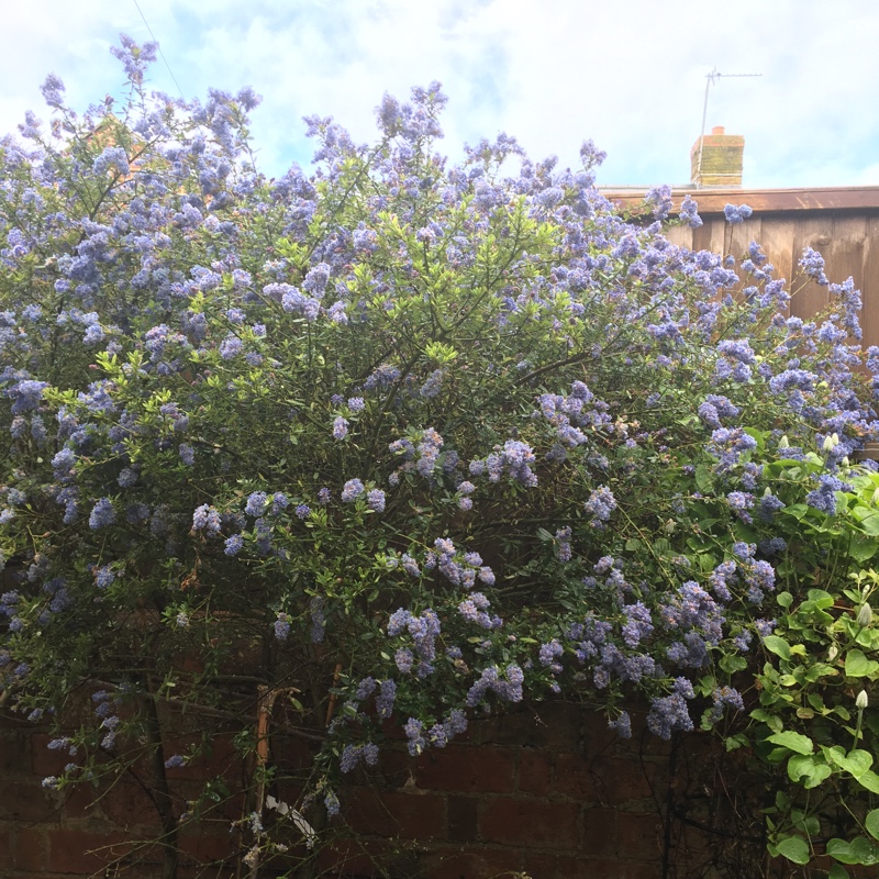 Ceanothus 'Dark Star'