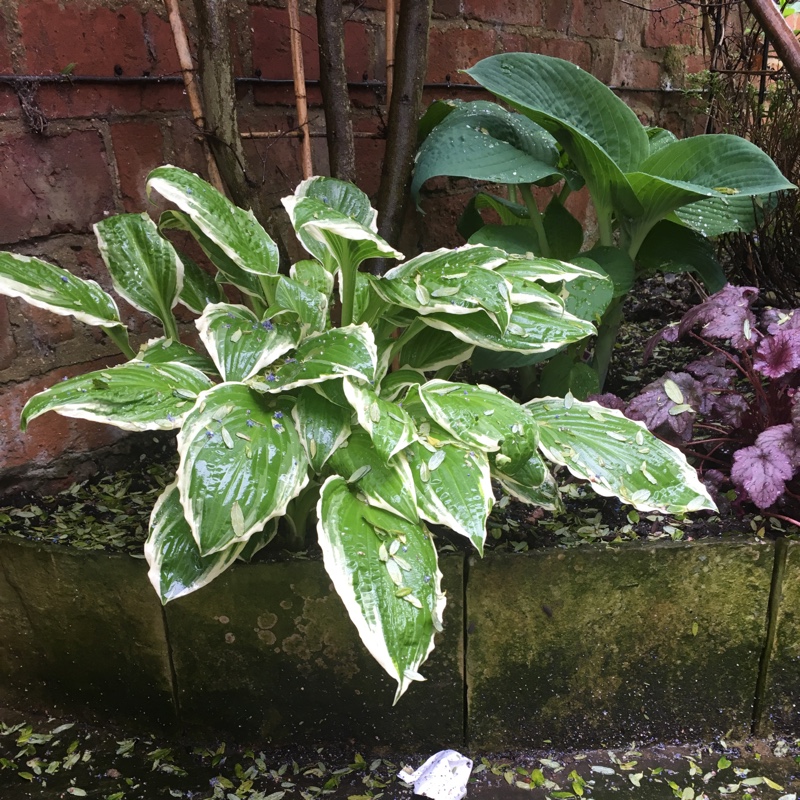 Plantain Lily (Species) White Margined Wavy Plantain Lily