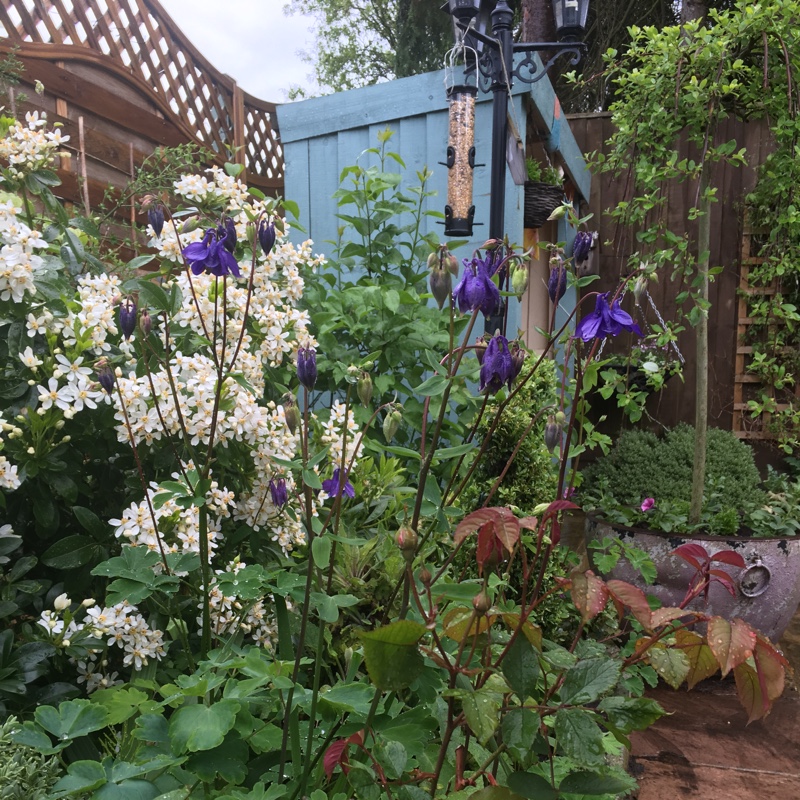 Plant image Aquilegia bulgaria 'Blue Barlow'