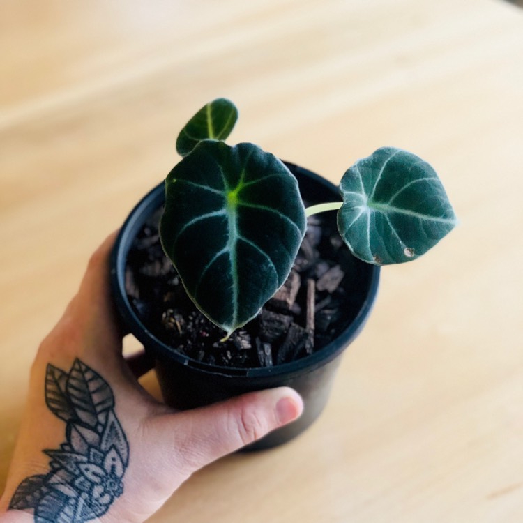 Plant image Alocasia reginula