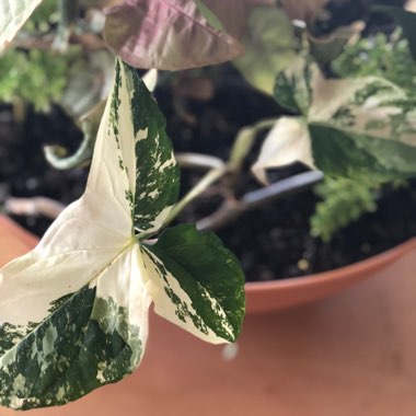 Syngonium podophyllum 'Albo Variegatum'