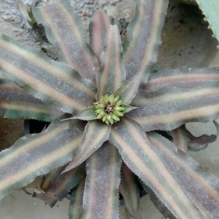 Plant image Cryptanthus zonatus 'Zebrinus'