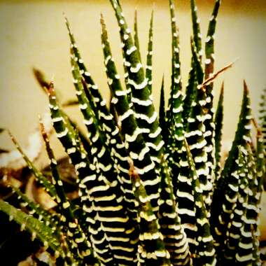 Haworthia Fasciata 'Big Band'