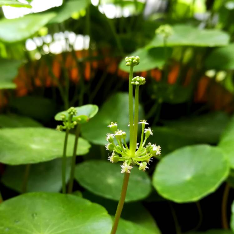 Plant image Hydrocotyle verticillata