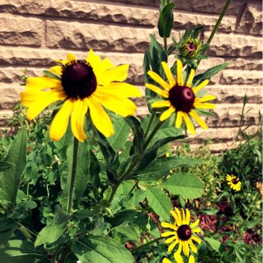 Coneflower 'Prairie Sun'