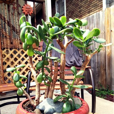 Jade- Red Tipped Bonsai