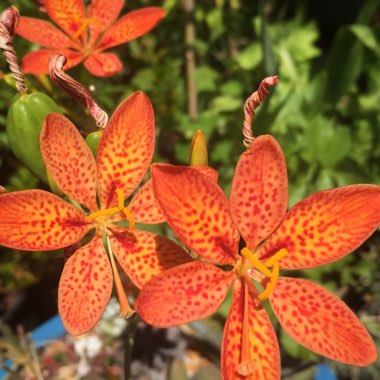 Blackberry Lily