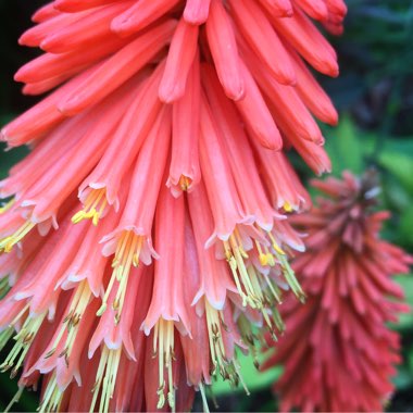 Red Hot Poker 'Orange Crush'